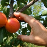 Abricots du Valais